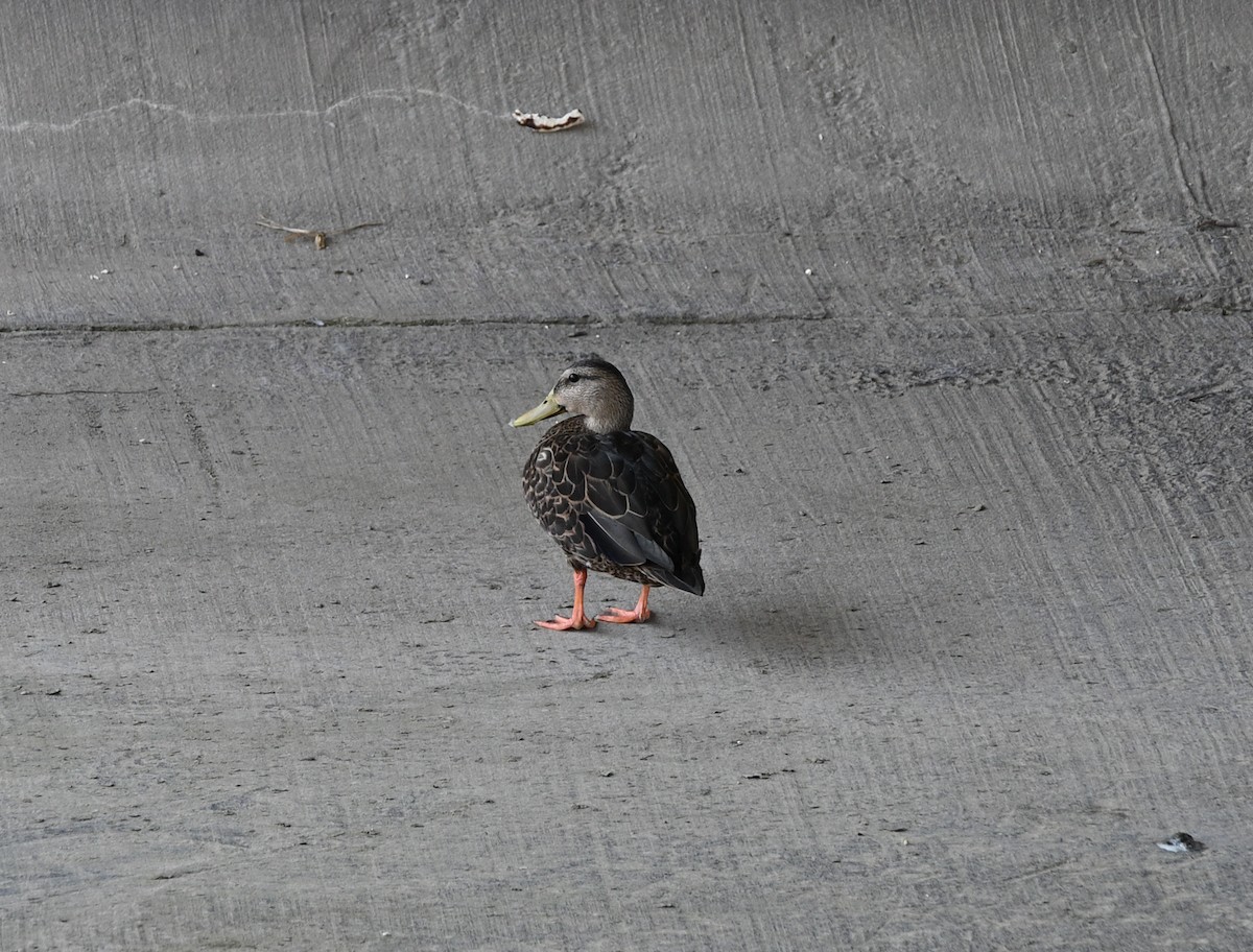 Mottled Duck - ML641916148
