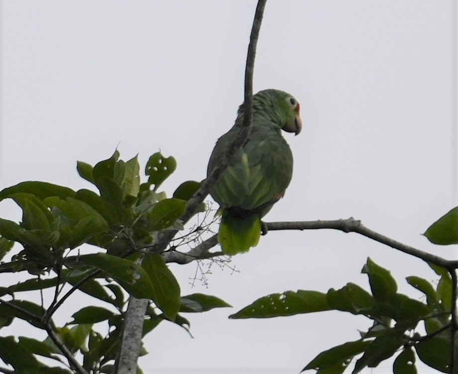 Red-lored Amazon - ML641916151