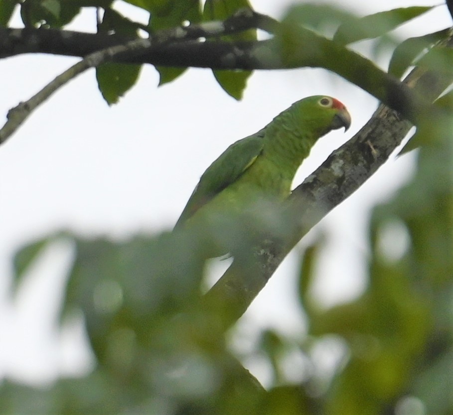 Red-lored Amazon - ML641916152