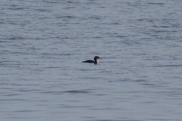 Red-necked Grebe - ML641916153