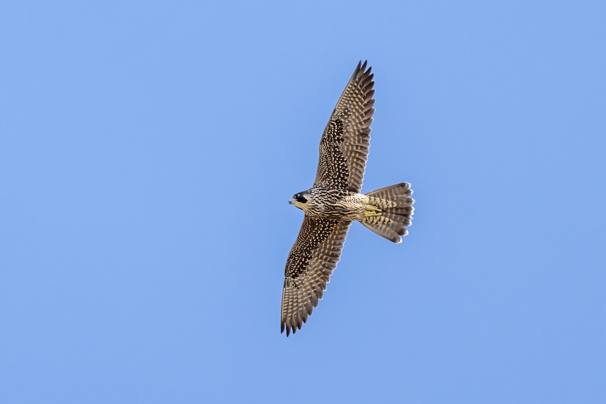 Peregrine Falcon - ML641916167