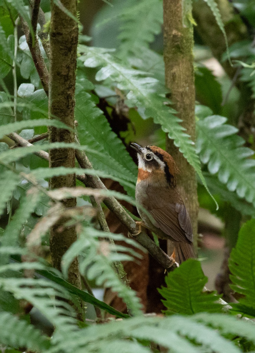 Rufous-throated Fulvetta - ML641916171