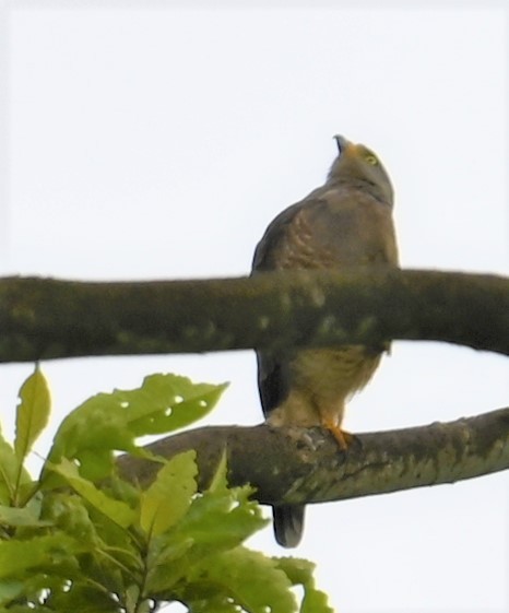 Roadside Hawk - ML641916172