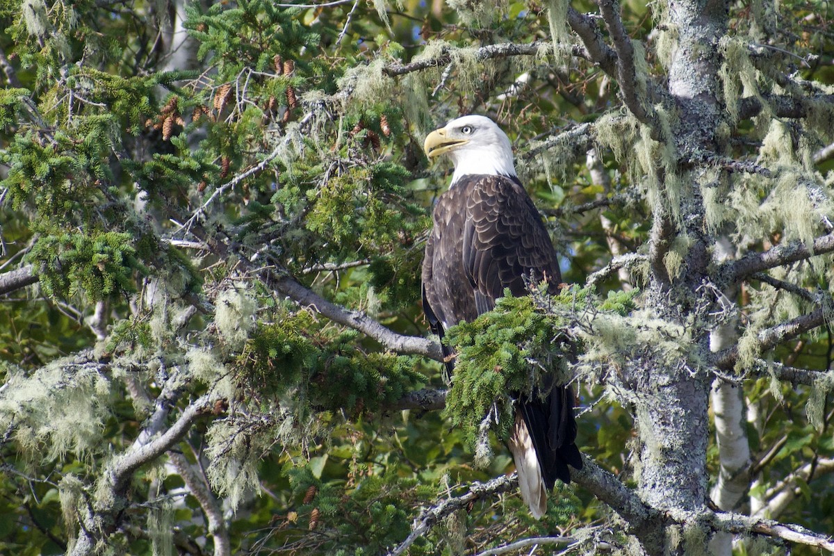 Bald Eagle - ML641916175