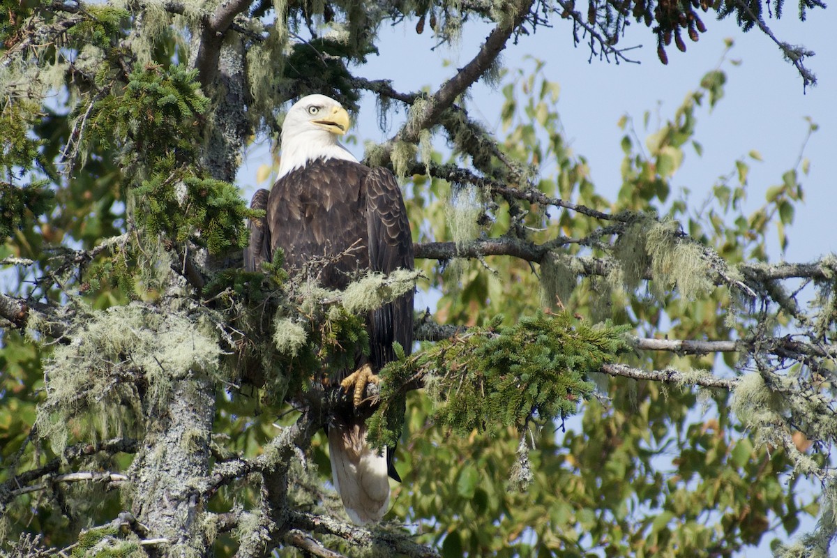 Bald Eagle - ML641916176