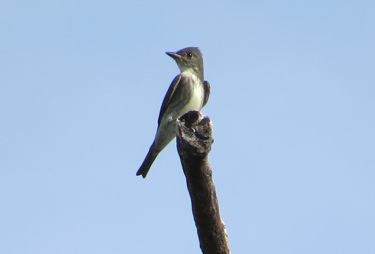 Pibí Boreal - ML641916194