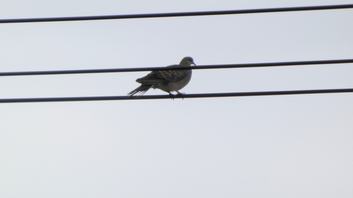 Oriental Turtle-Dove - ML641916198