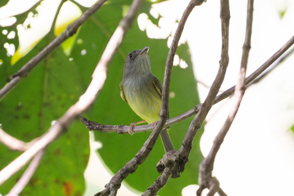 Northern Bentbill - ML641916208