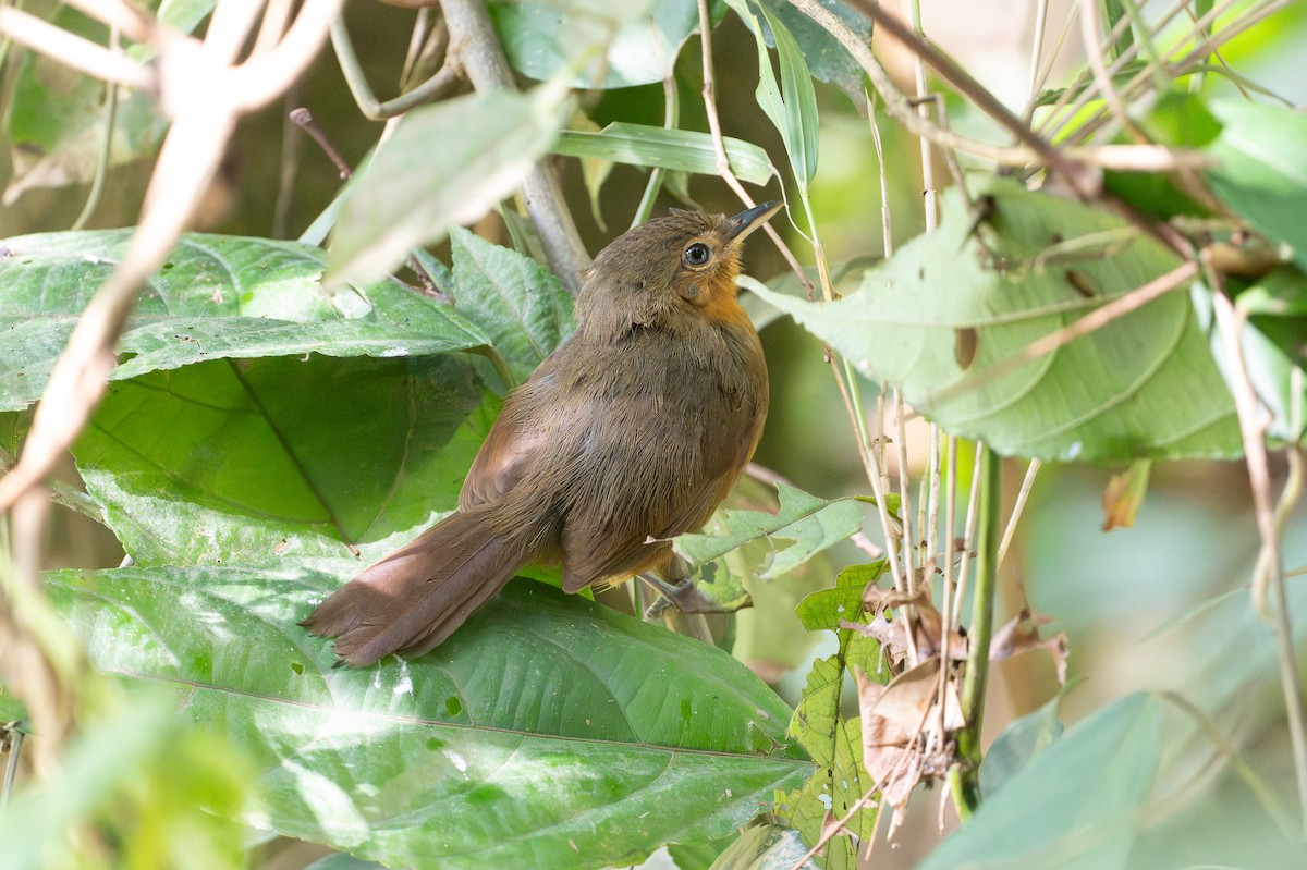 Dusky Antbird - ML641916214