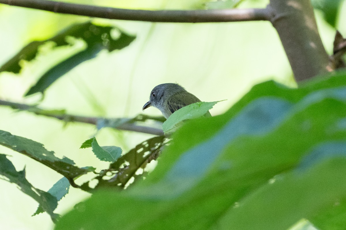 Northern Bentbill - ML641916222