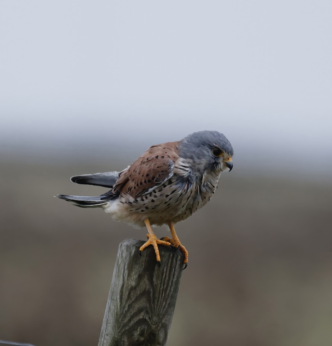 Belatz gorria (eurasiarra) - ML641916244