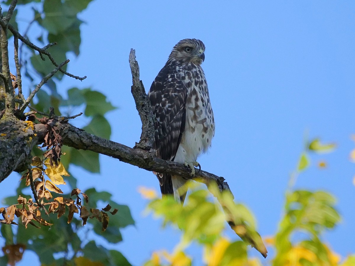 Cooper's Hawk - ML641916269