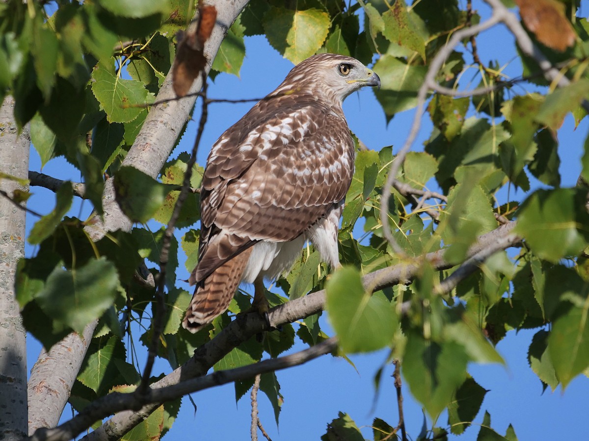 Red-tailed Hawk - ML641916272