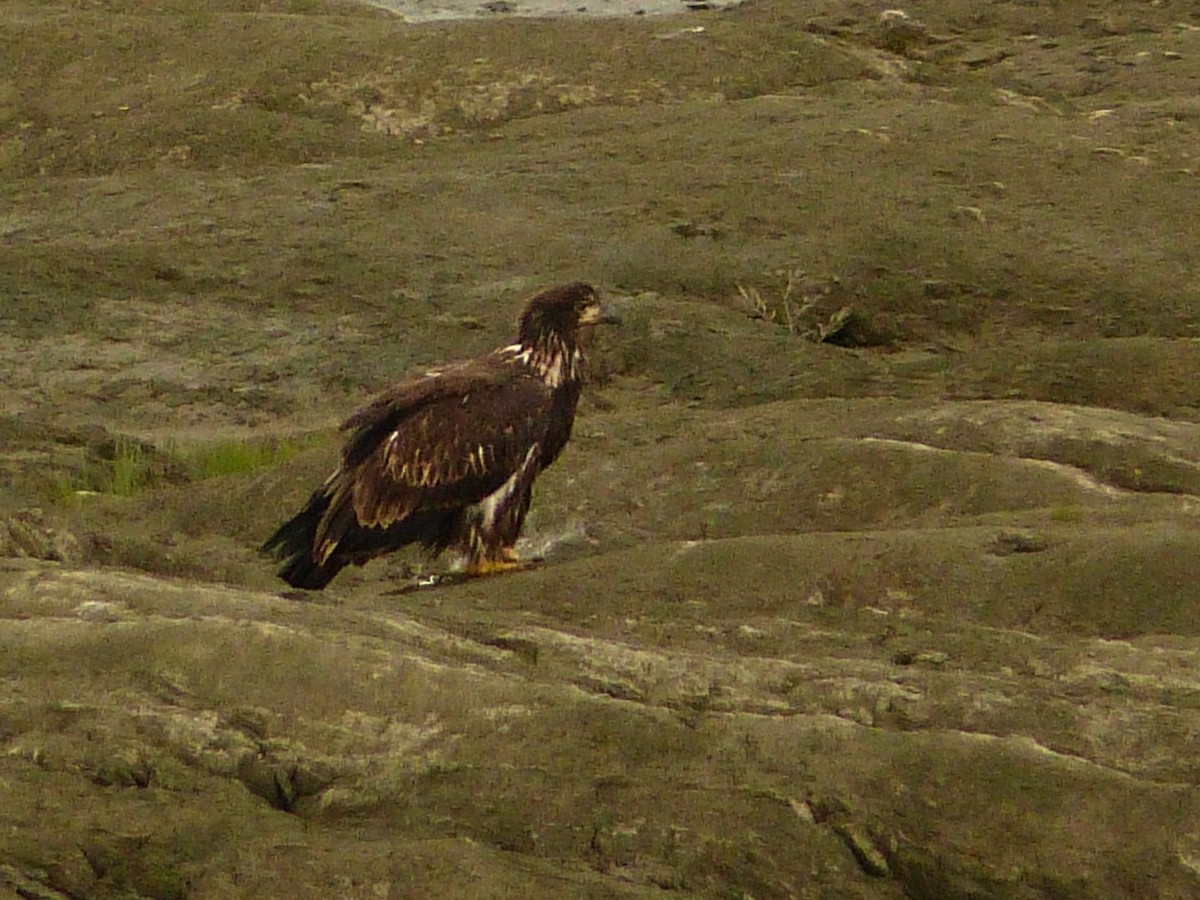 Bald Eagle - ML641916276