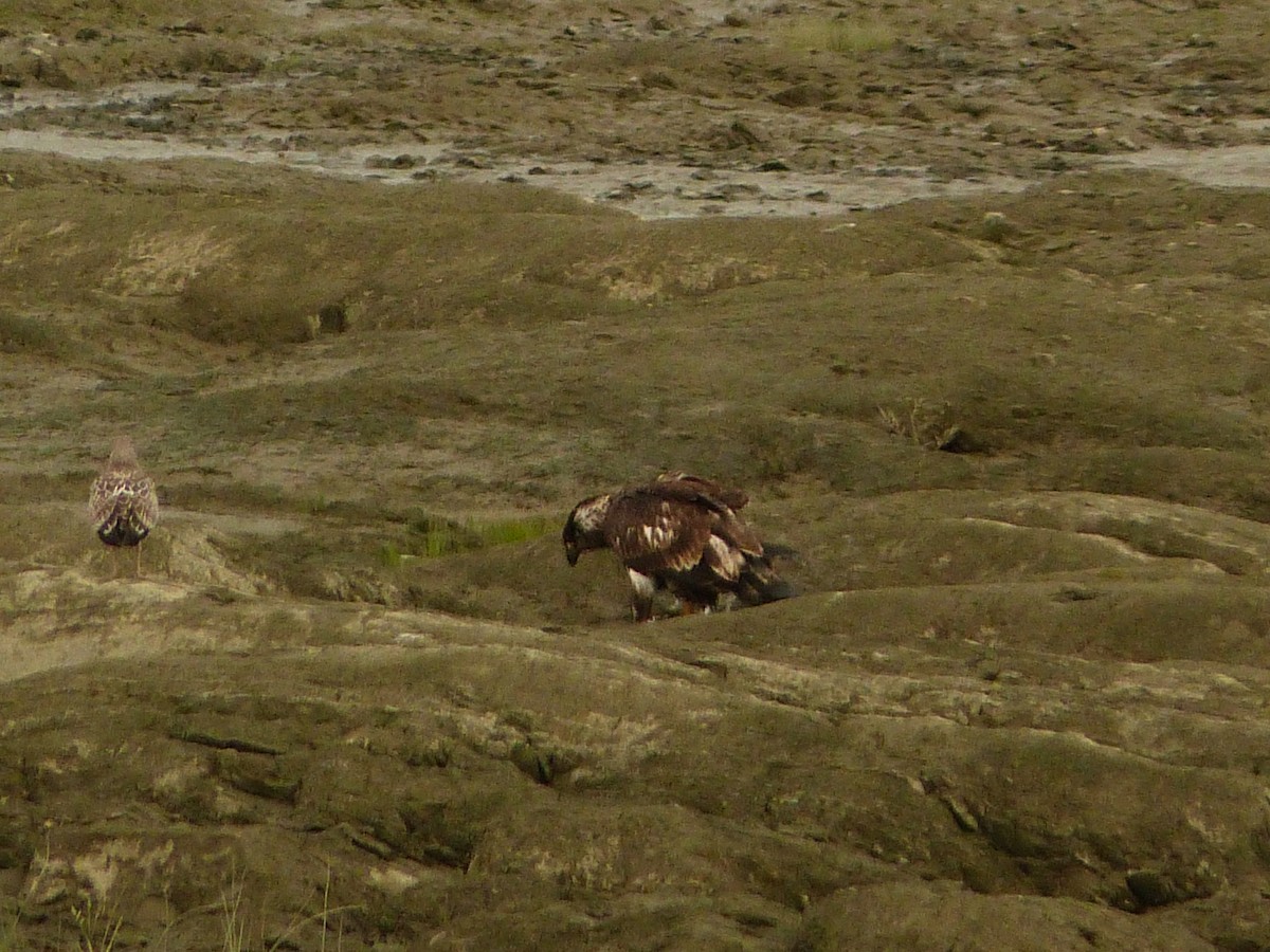 Bald Eagle - ML641916277