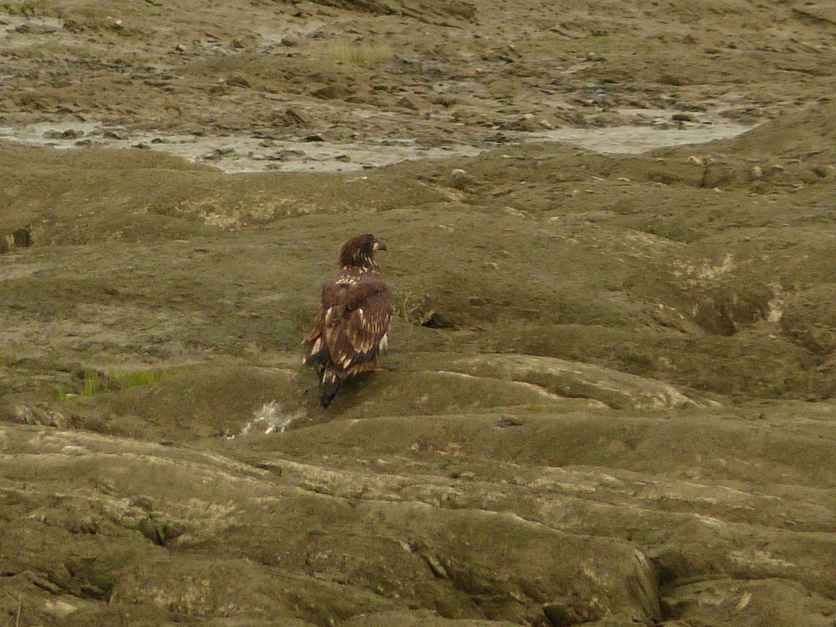 Bald Eagle - ML641916278