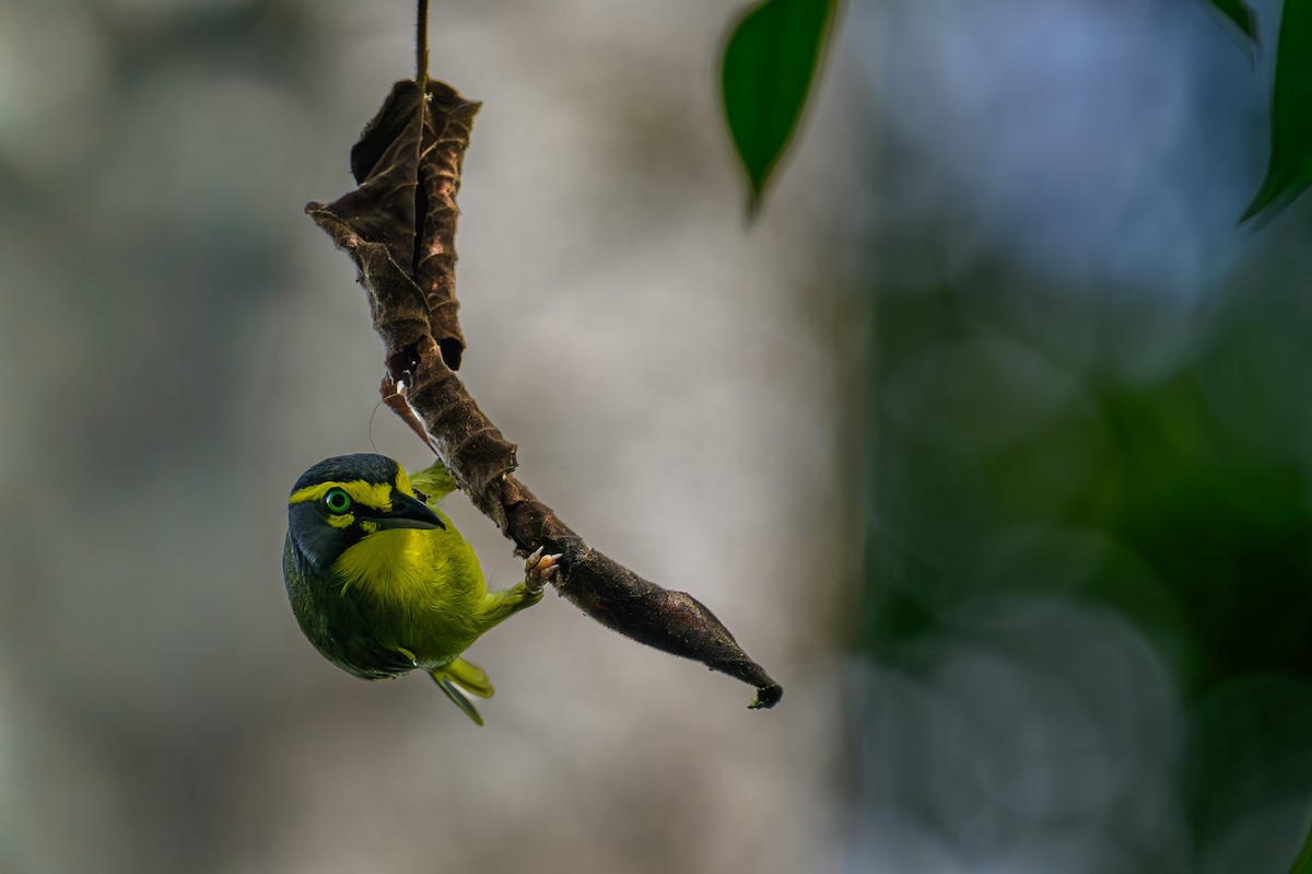 skiferkronevireo - ML641916285