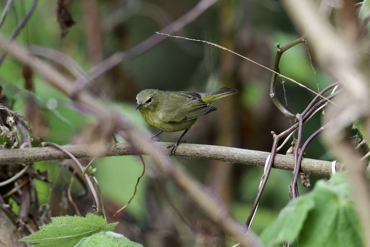 Orange-crowned Warbler (sordida) - ML641916292
