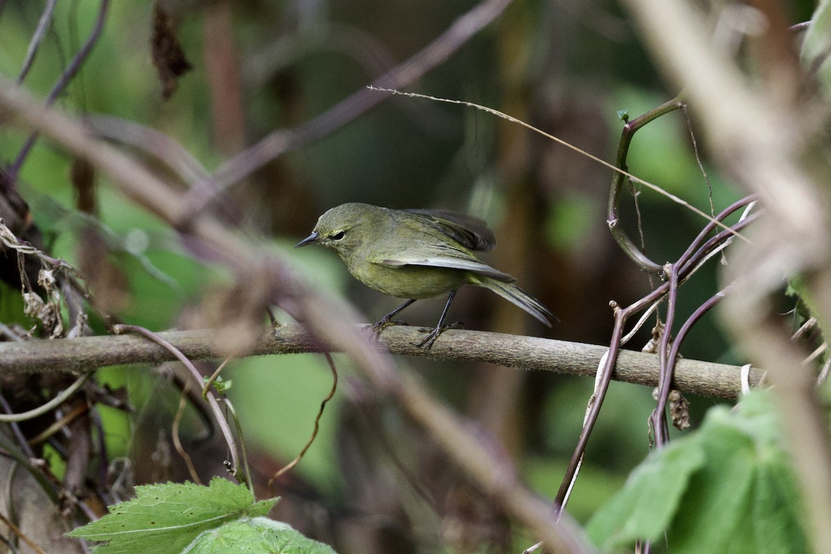 Orange-crowned Warbler (sordida) - ML641916293