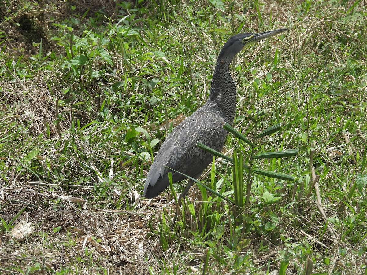 Bare-throated Tiger-Heron - ML641916299