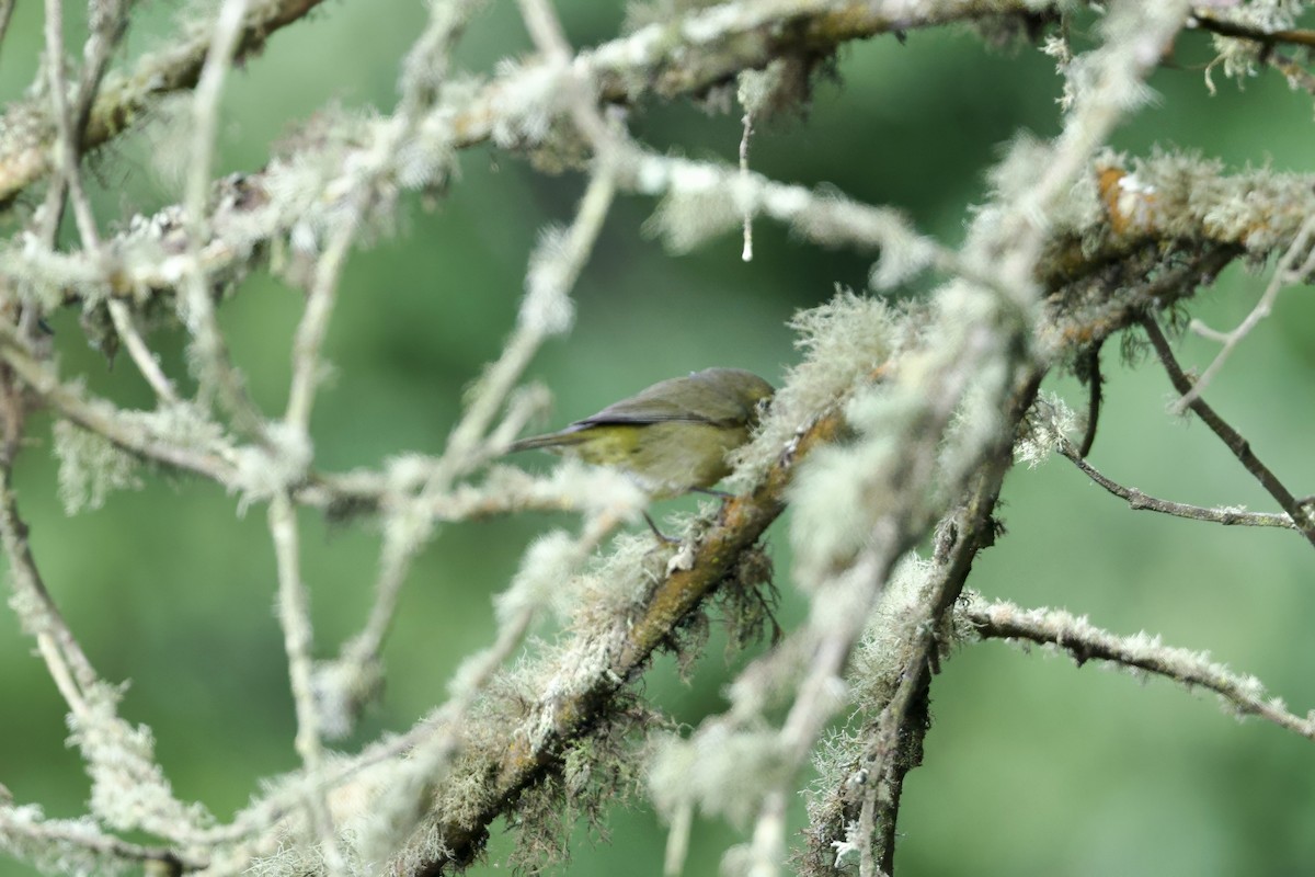 Orange-crowned Warbler (sordida) - ML641916305