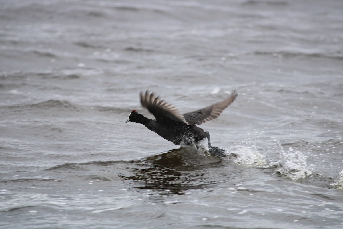 Red-knobbed Coot - ML641916314