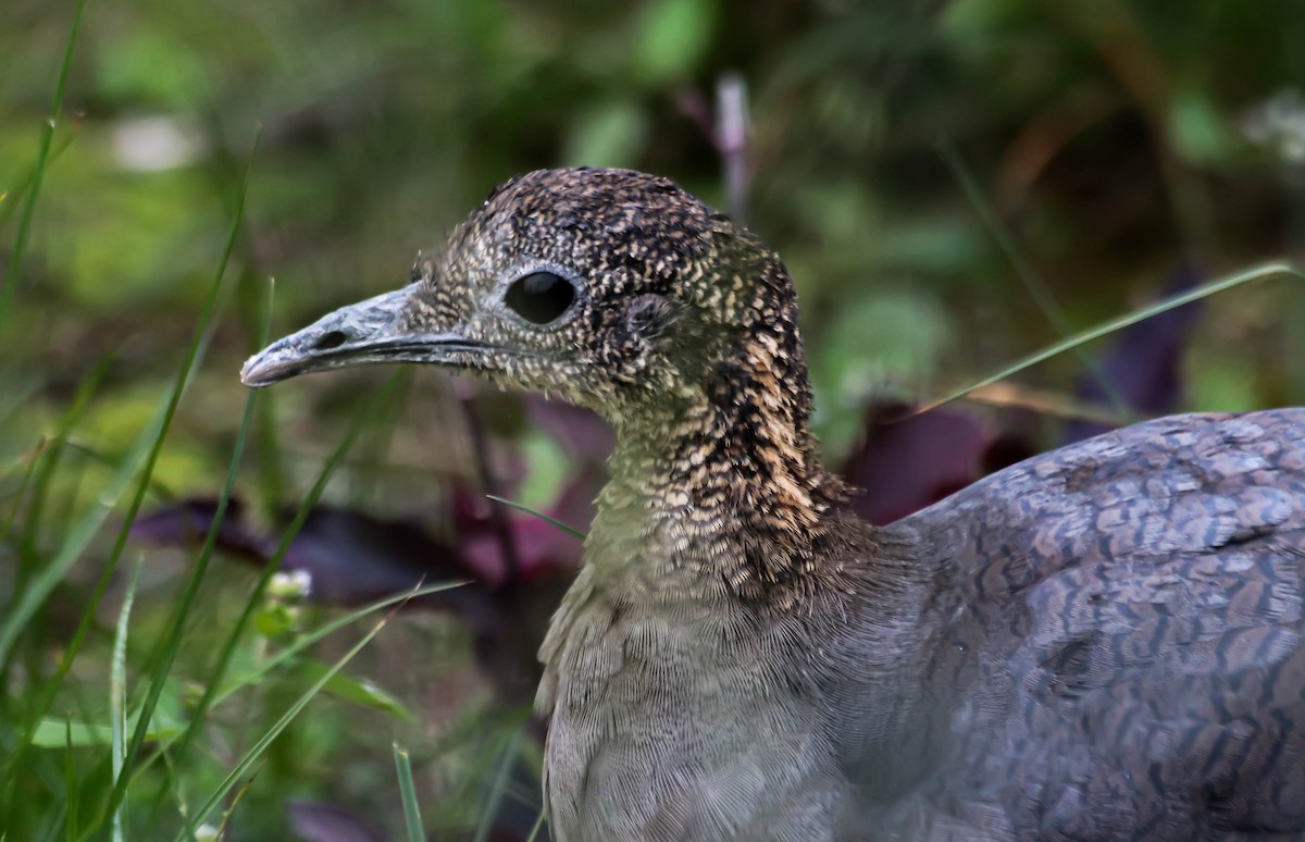 Solitary Tinamou - ML641916322