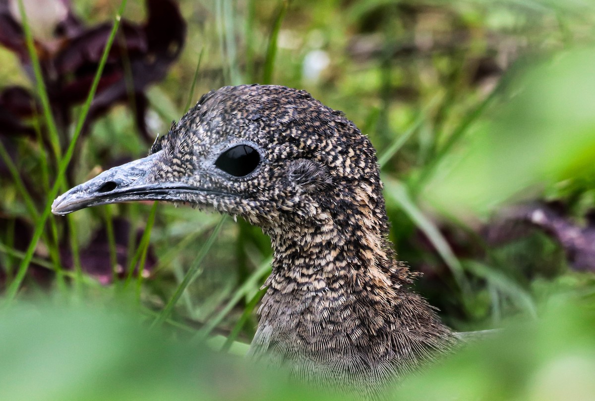 Solitary Tinamou - ML641916323