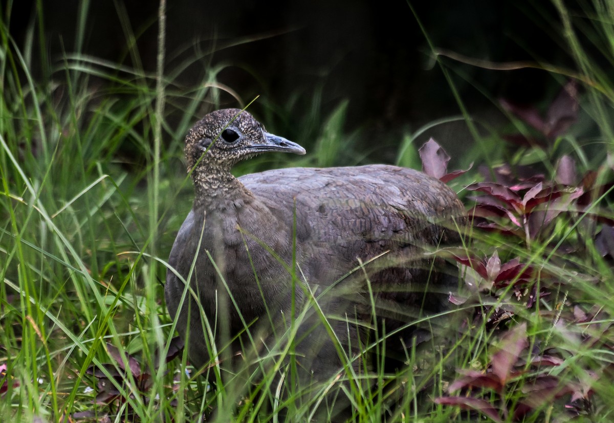 Solitary Tinamou - ML641916327