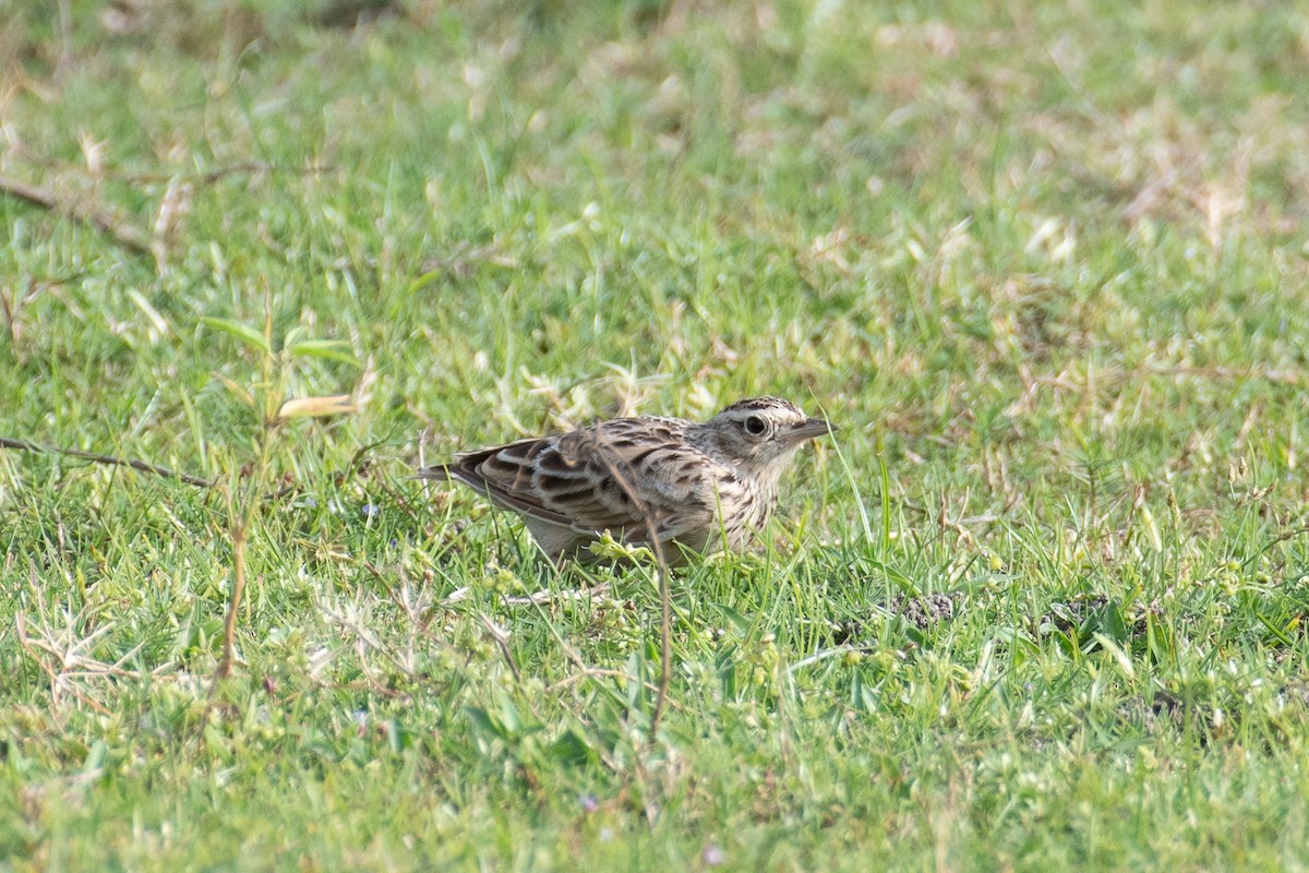 Oriental Skylark - ML641916335