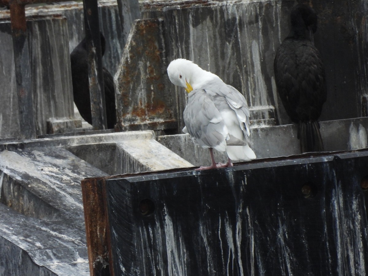 Glaucous-winged Gull - ML641916341