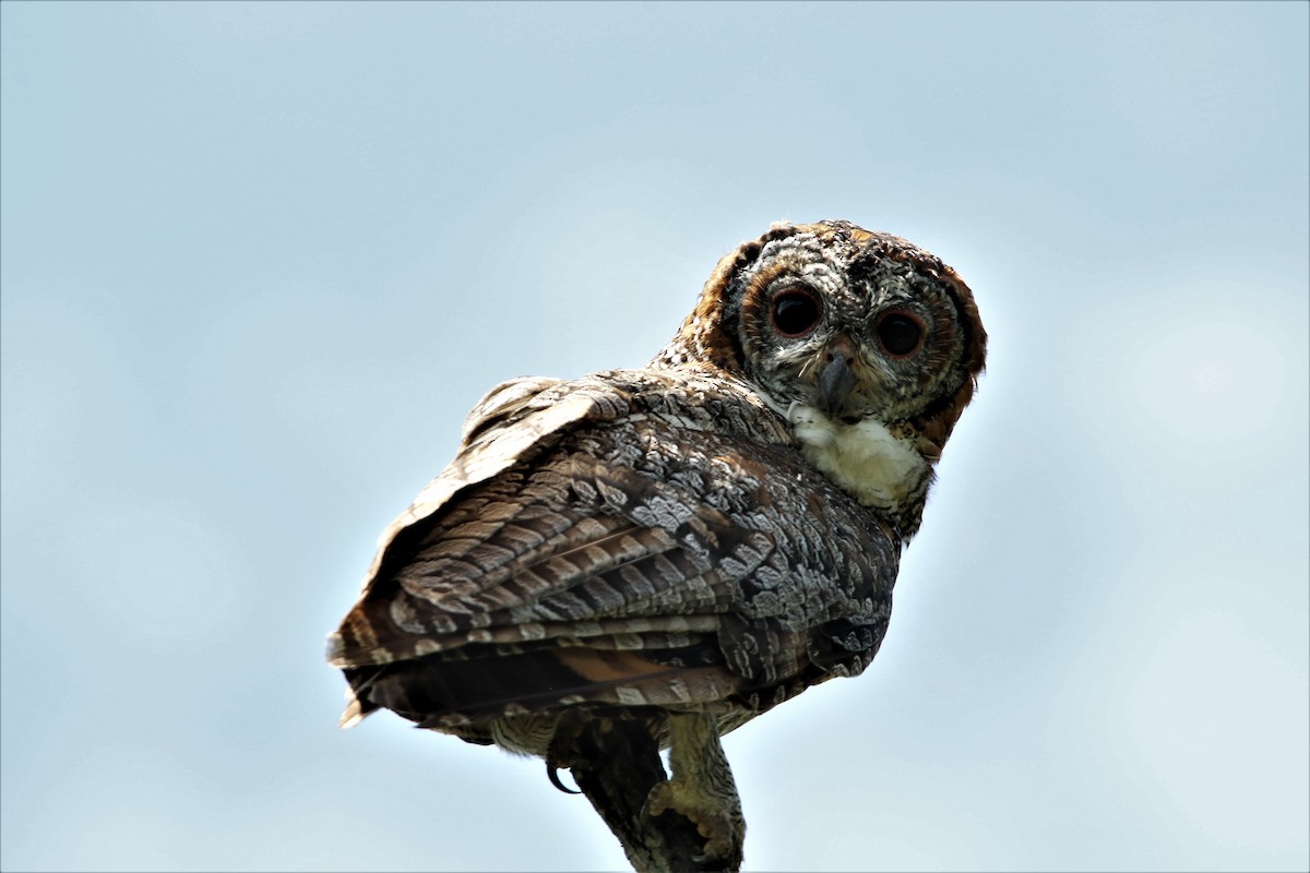 Mottled Wood-Owl - ML641916342