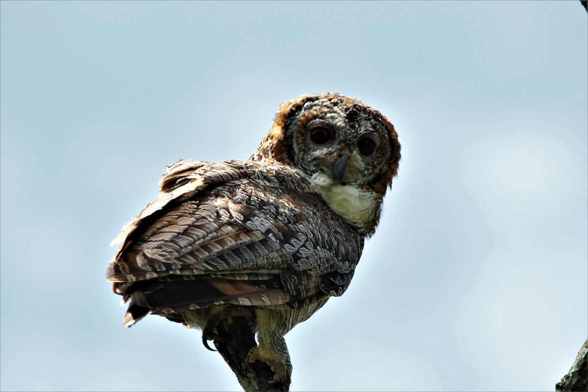 Mottled Wood-Owl - ML641916343