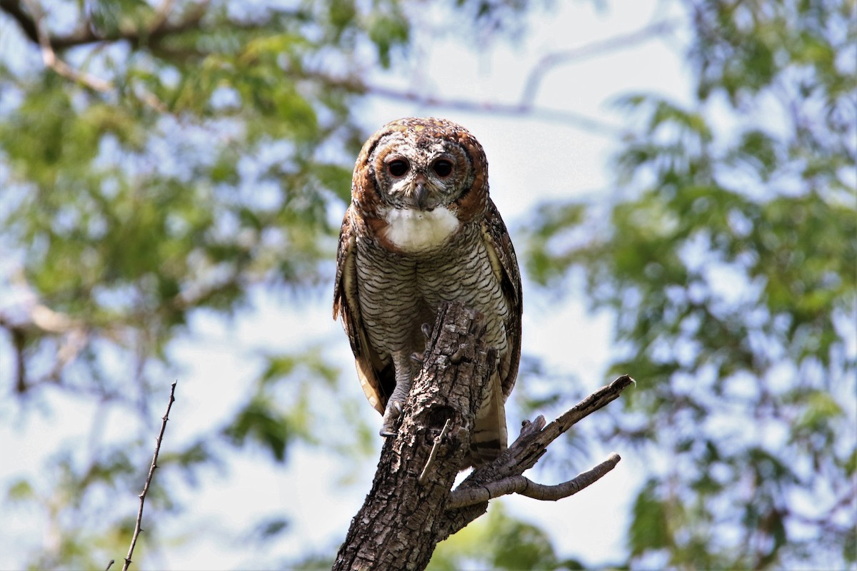 Mottled Wood-Owl - ML641916345