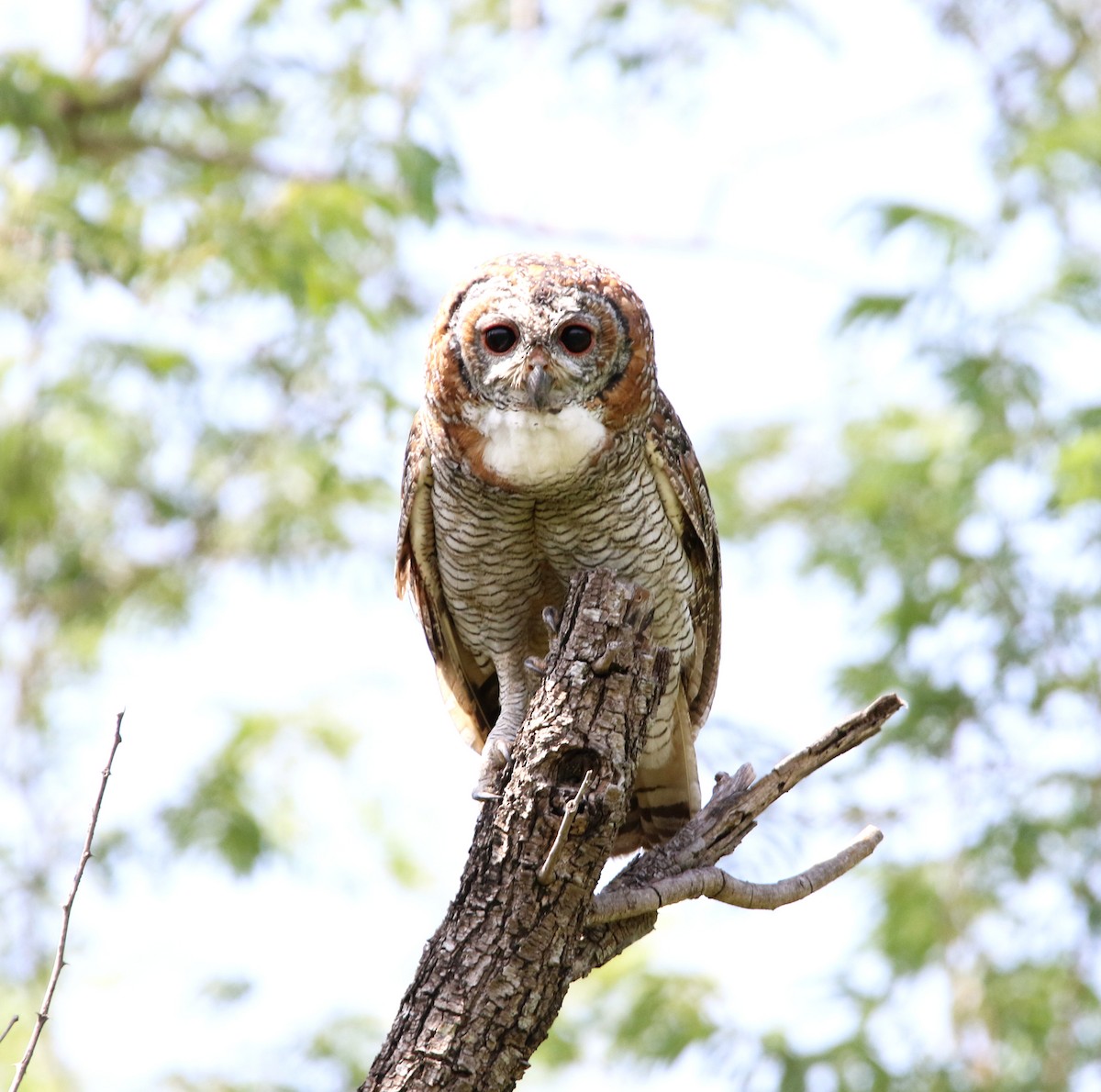 Mottled Wood-Owl - ML641916346