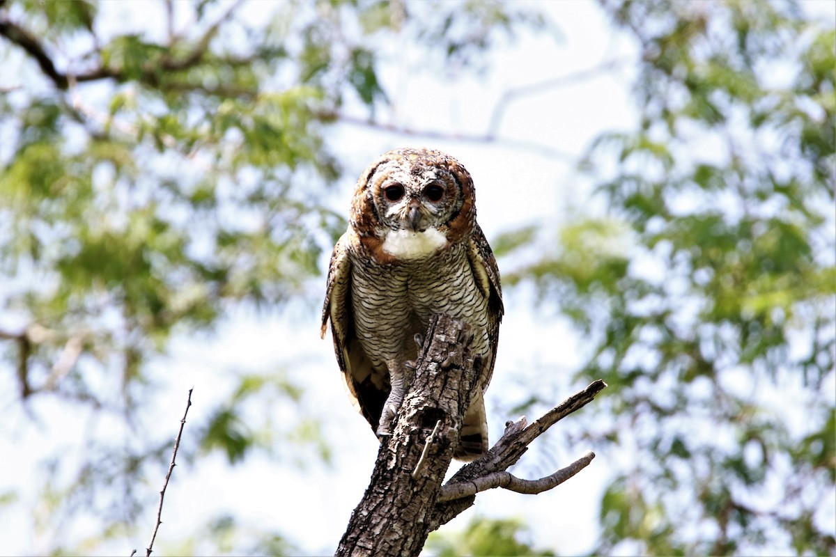Mottled Wood-Owl - ML641916347