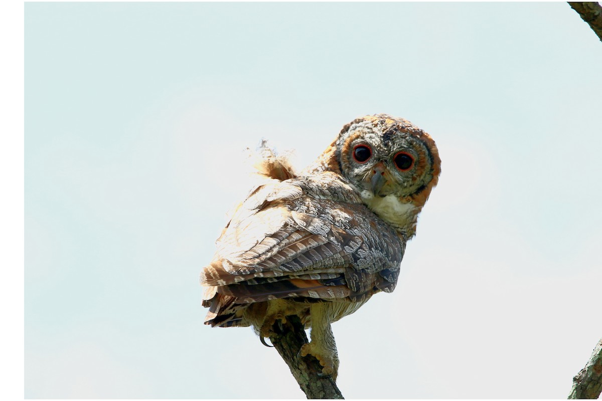 Mottled Wood-Owl - ML641916348