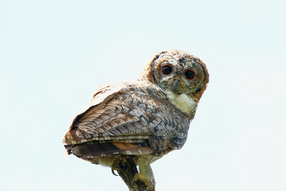 Mottled Wood-Owl - ML641916349