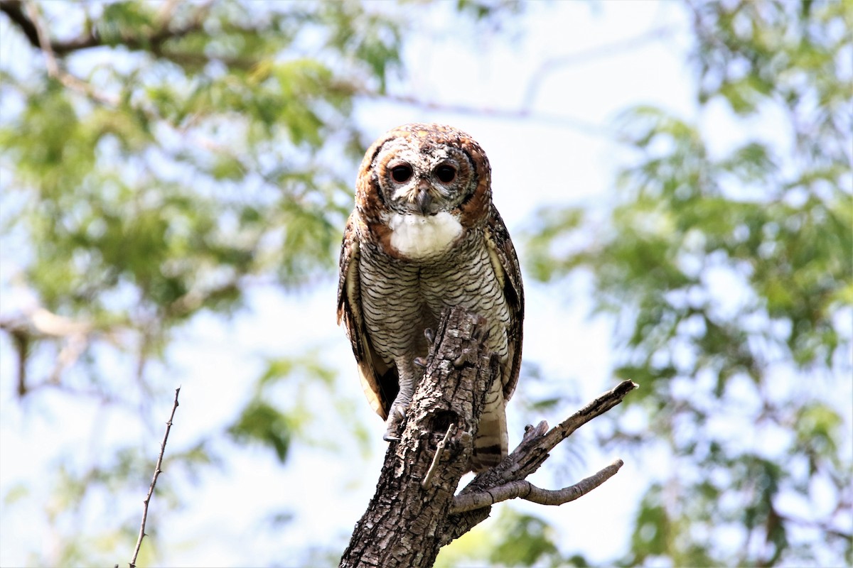 Mottled Wood-Owl - ML641916350