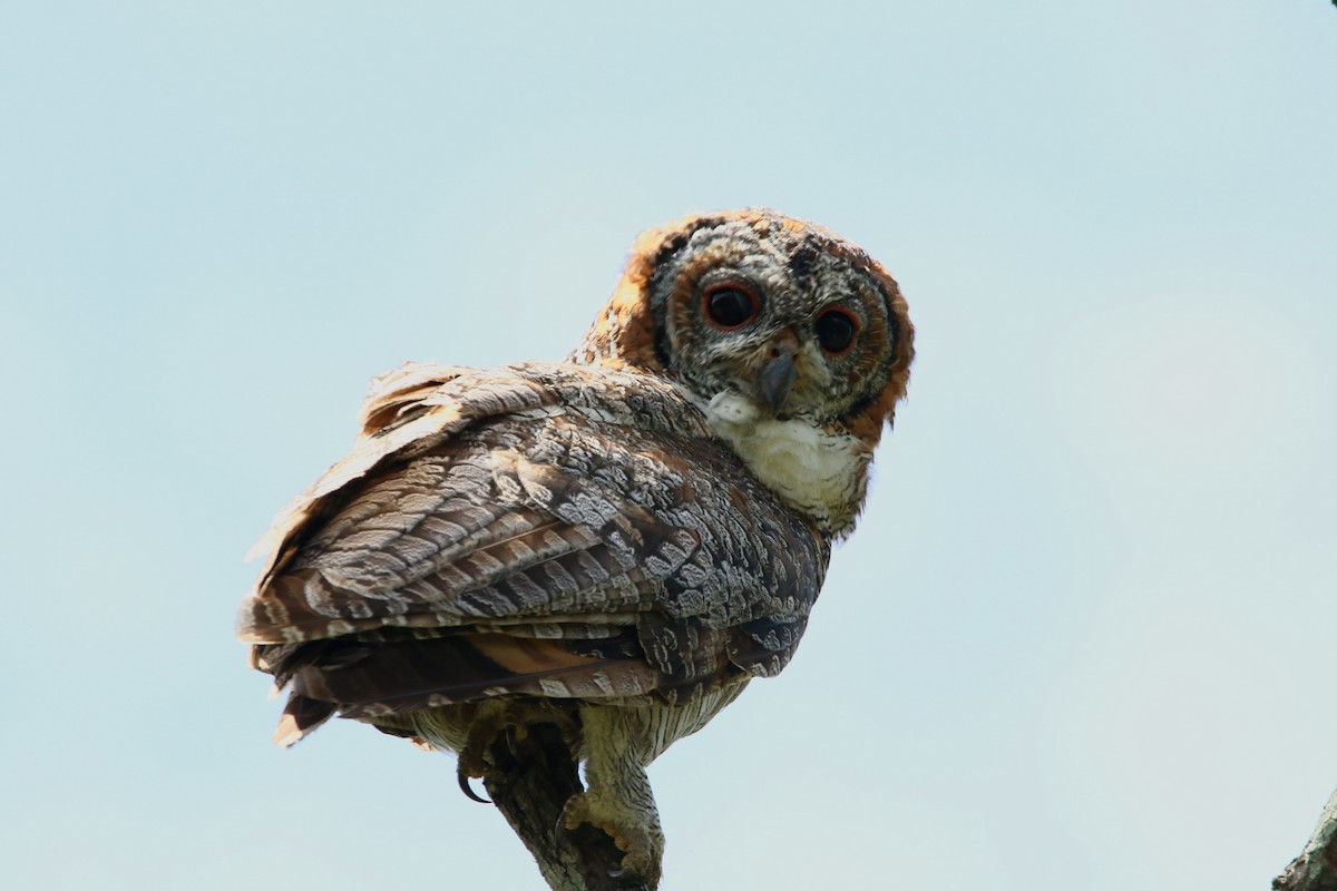 Mottled Wood-Owl - ML641916351