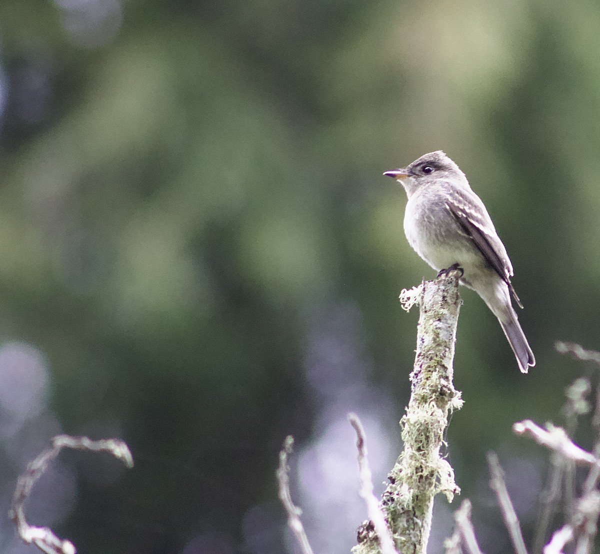 Western Wood-Pewee - ML641916367