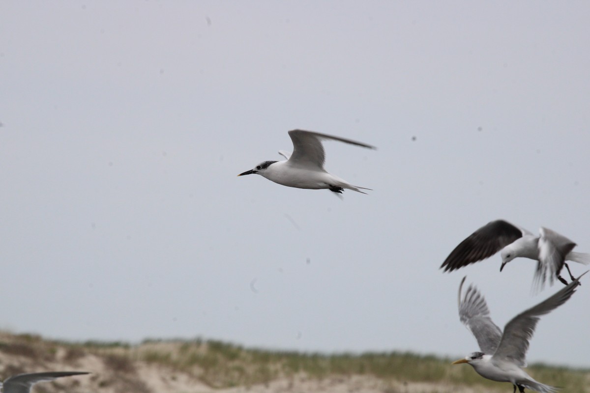 Sandwich Tern (Eurasian) - ML641916370