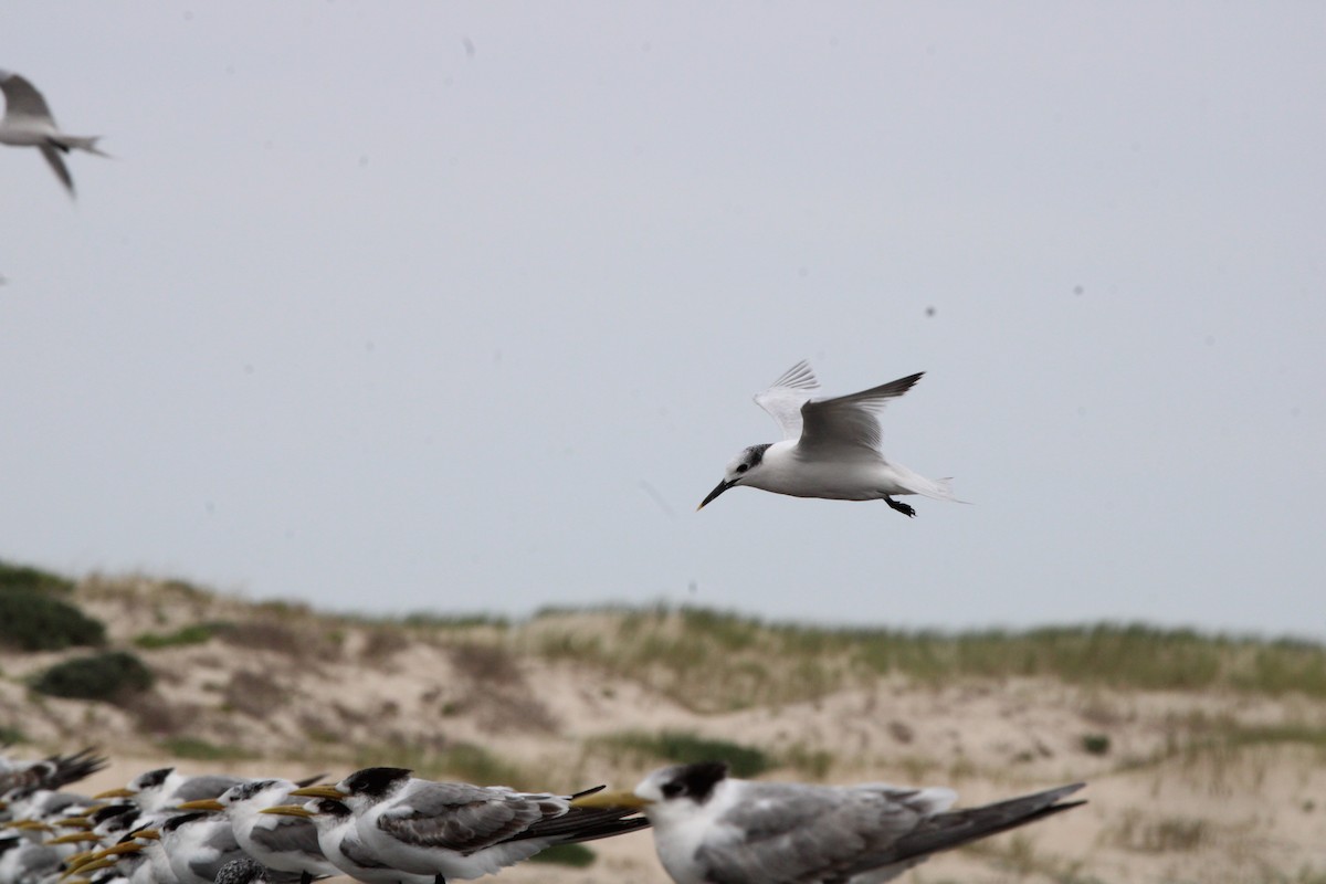 Sandwich Tern (Eurasian) - ML641916371