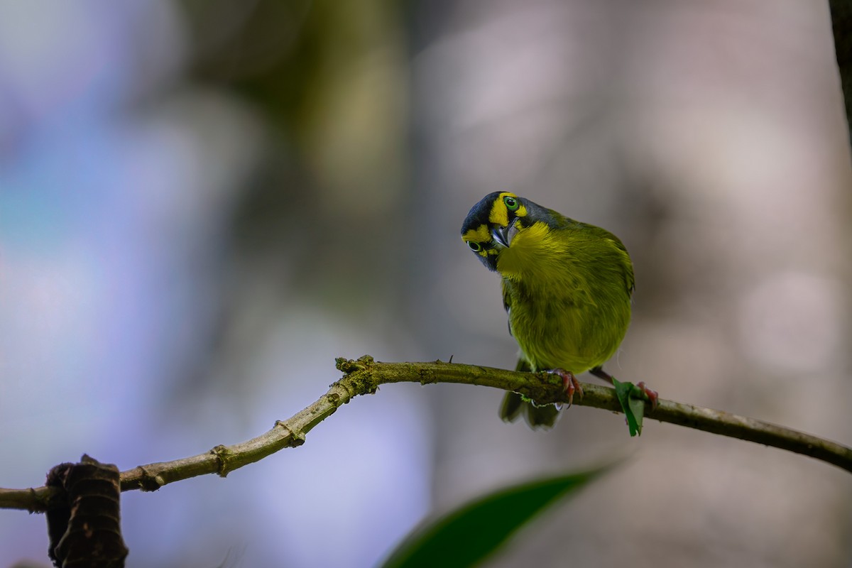 skiferkronevireo - ML641916373