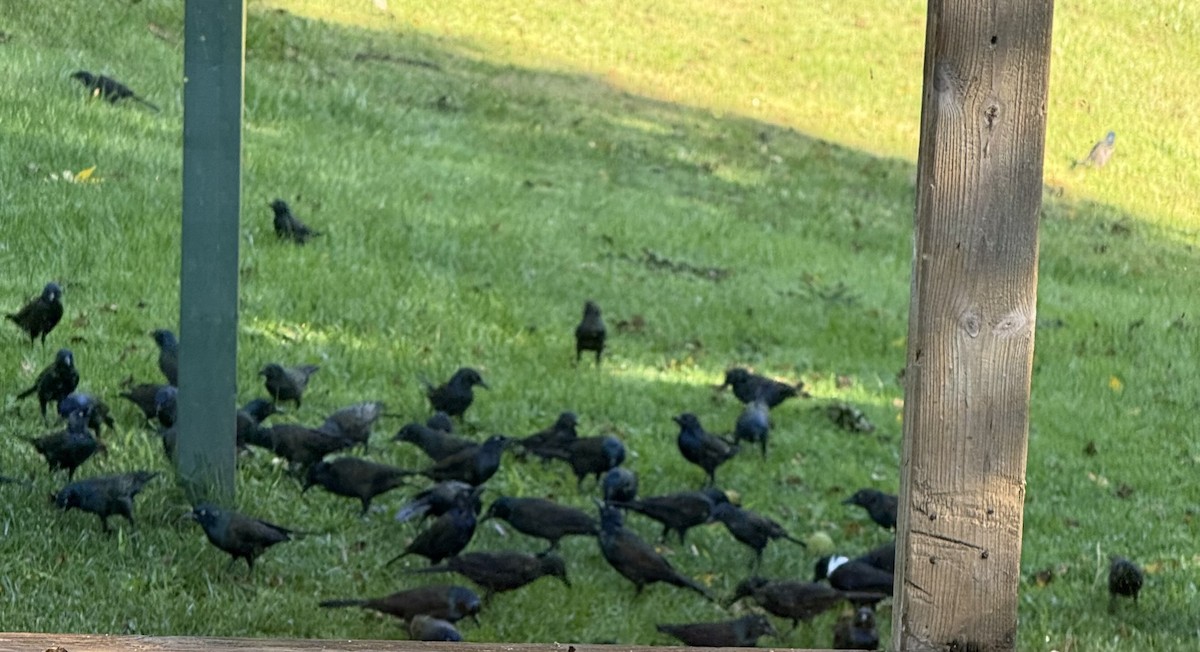 Common Grackle - ML641916397