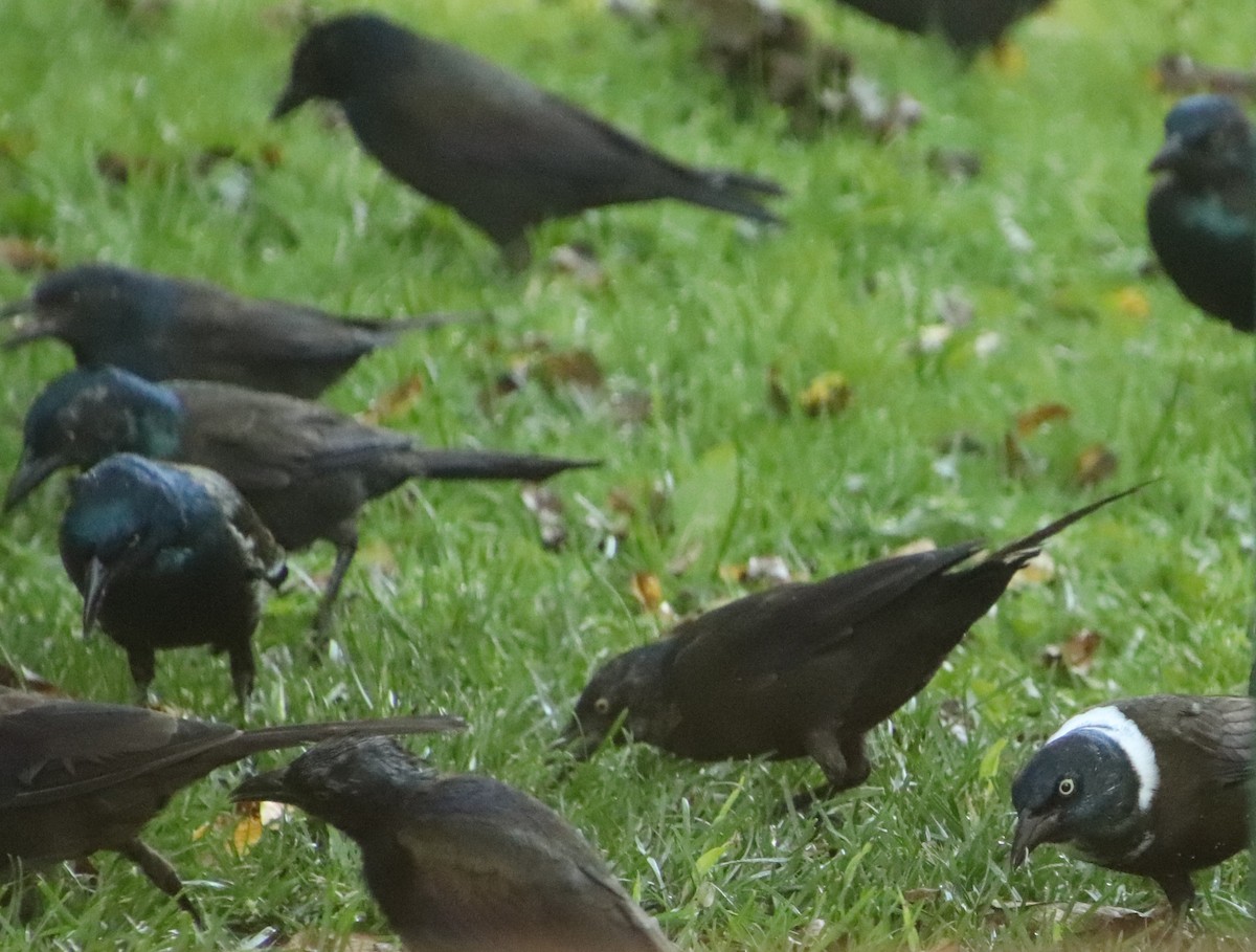 Common Grackle - ML641916398
