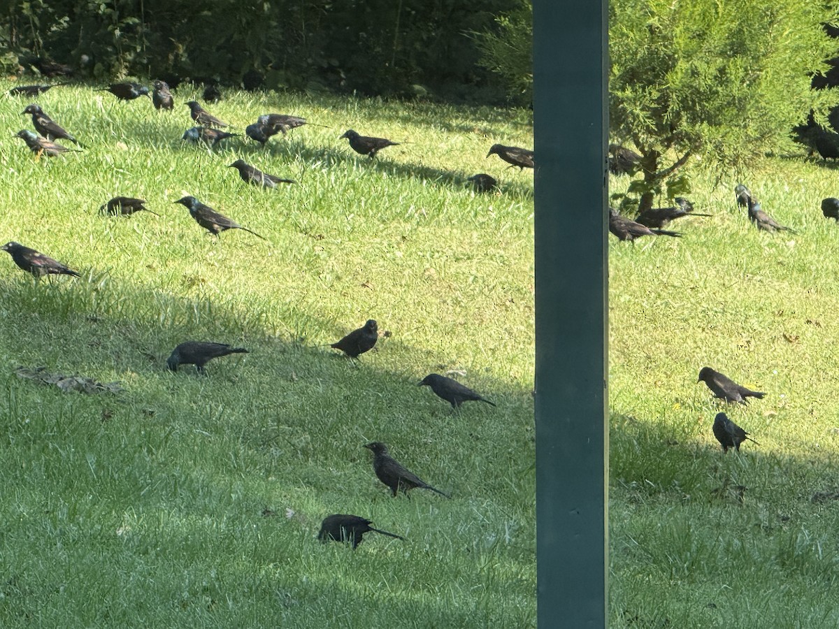 Common Grackle - ML641916399