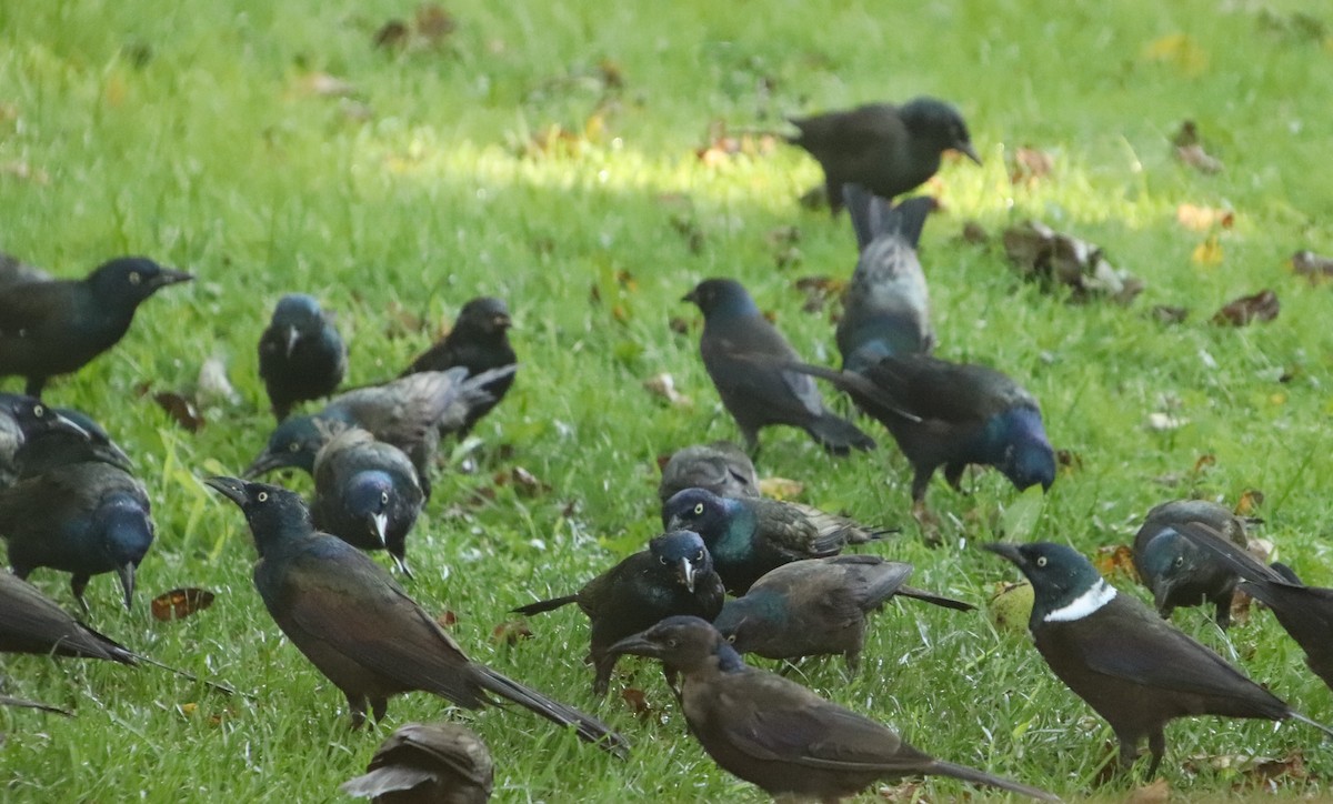 Common Grackle - ML641916400