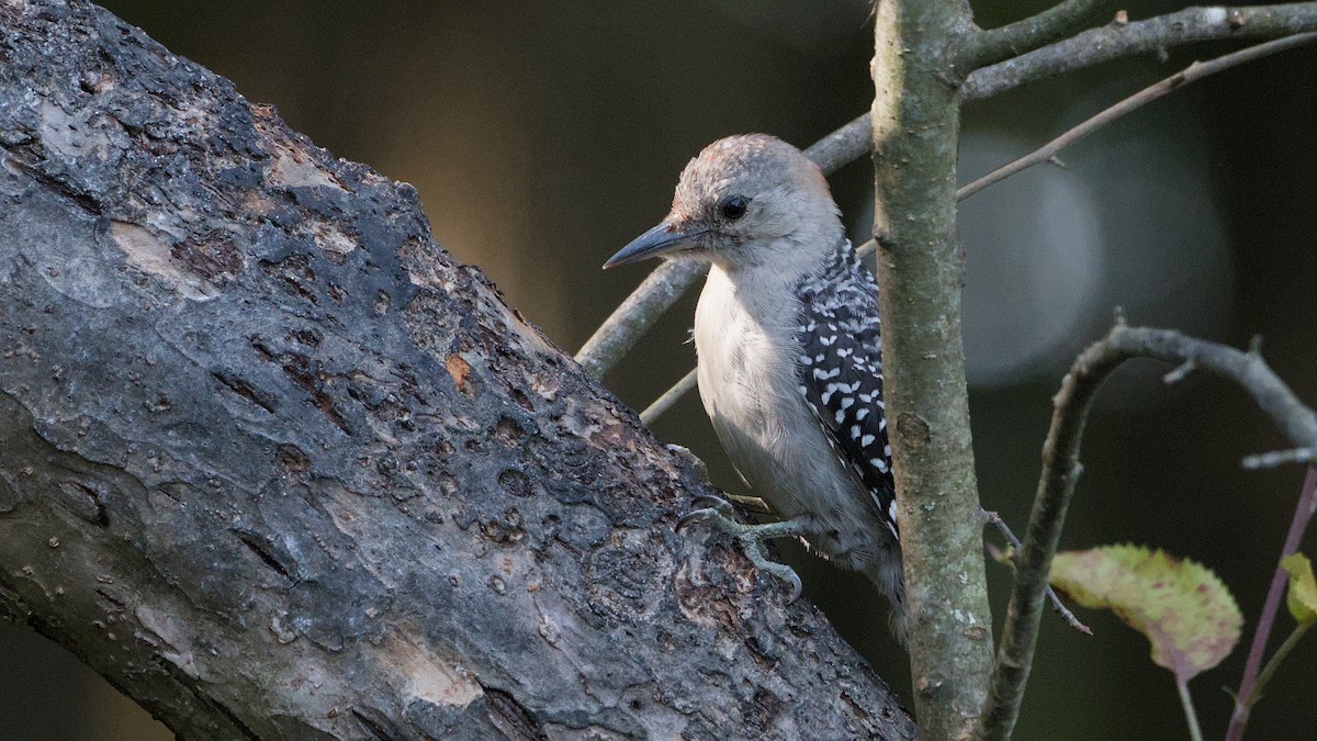 Red-bellied Woodpecker - ML641916403