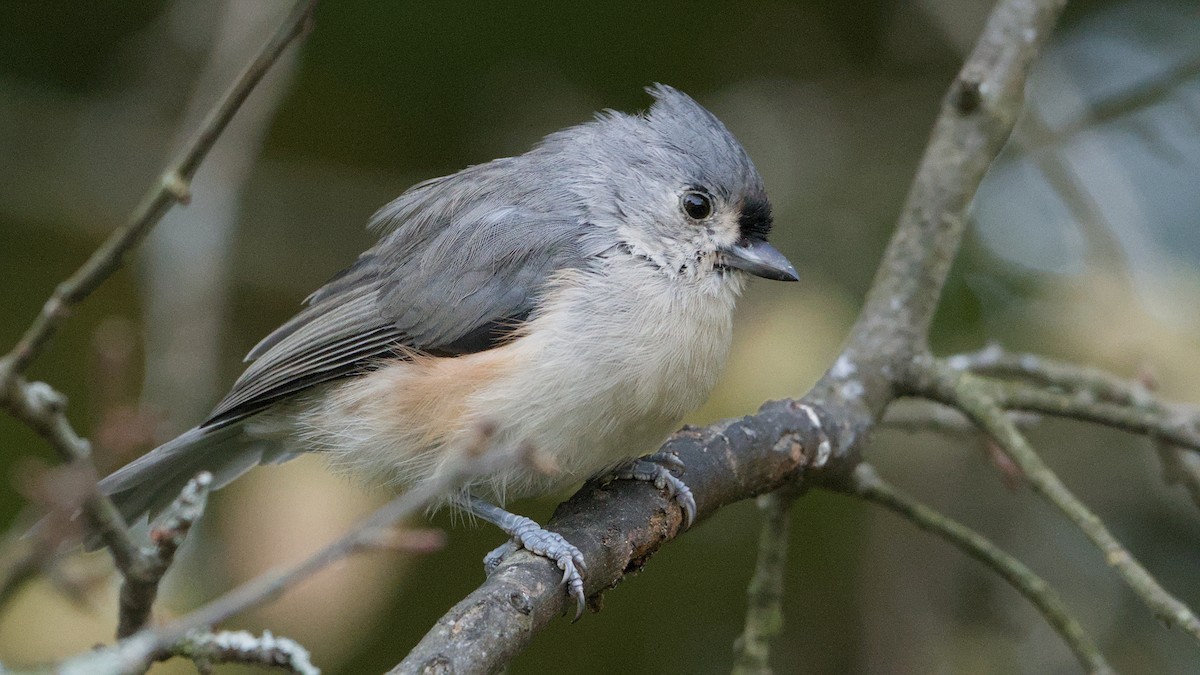 Tufted Titmouse - ML641916412